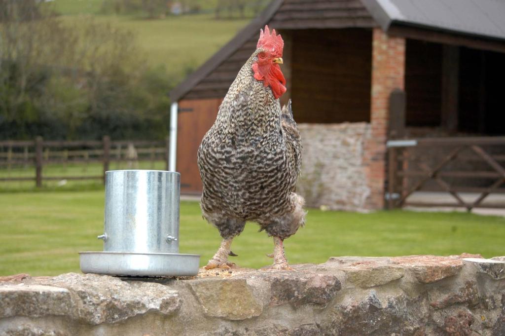Bed and Breakfast School Farm Blagdon Exterior foto